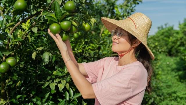 90后湛江新农人不当高管回家种红橙，网友：是我也回去！