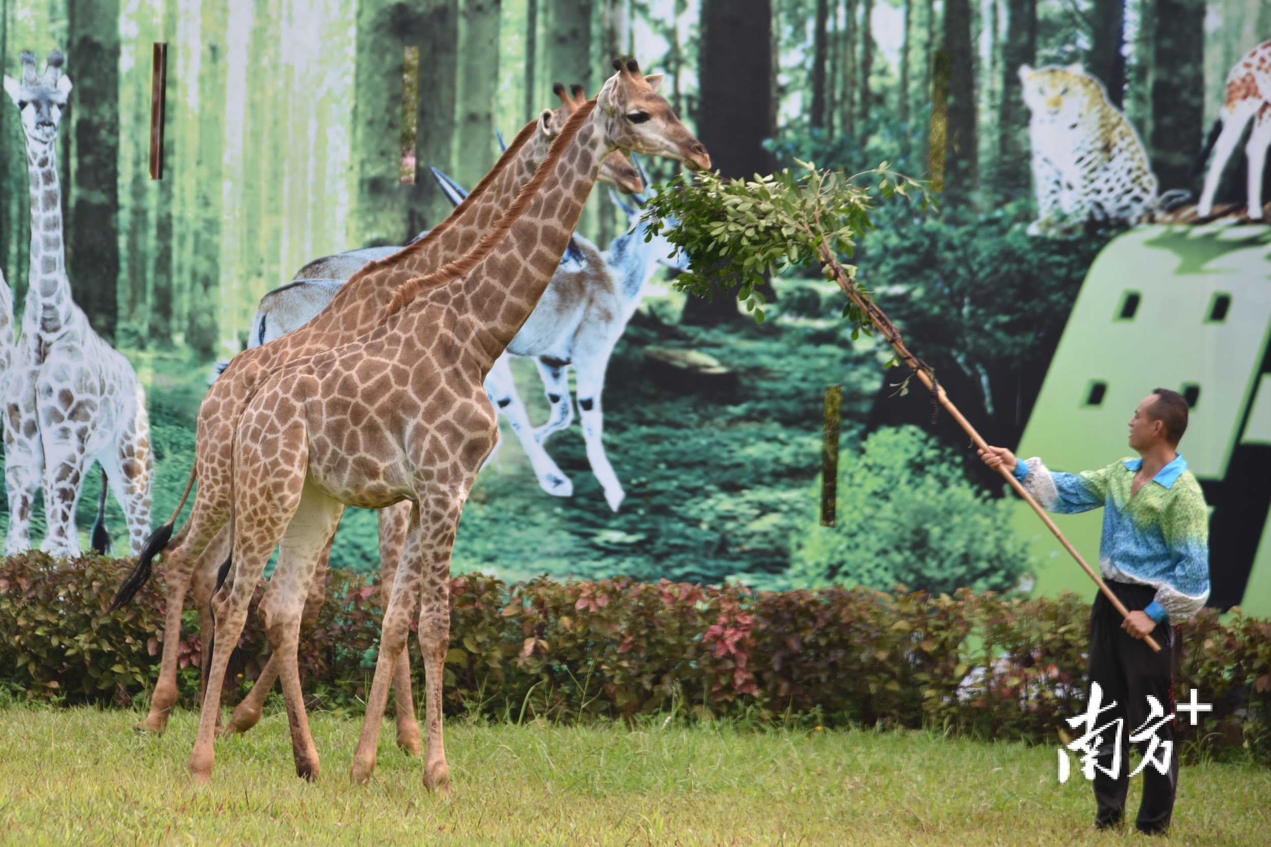 长颈鹿。南方+ 记者&nbsp; 朱洪波 摄