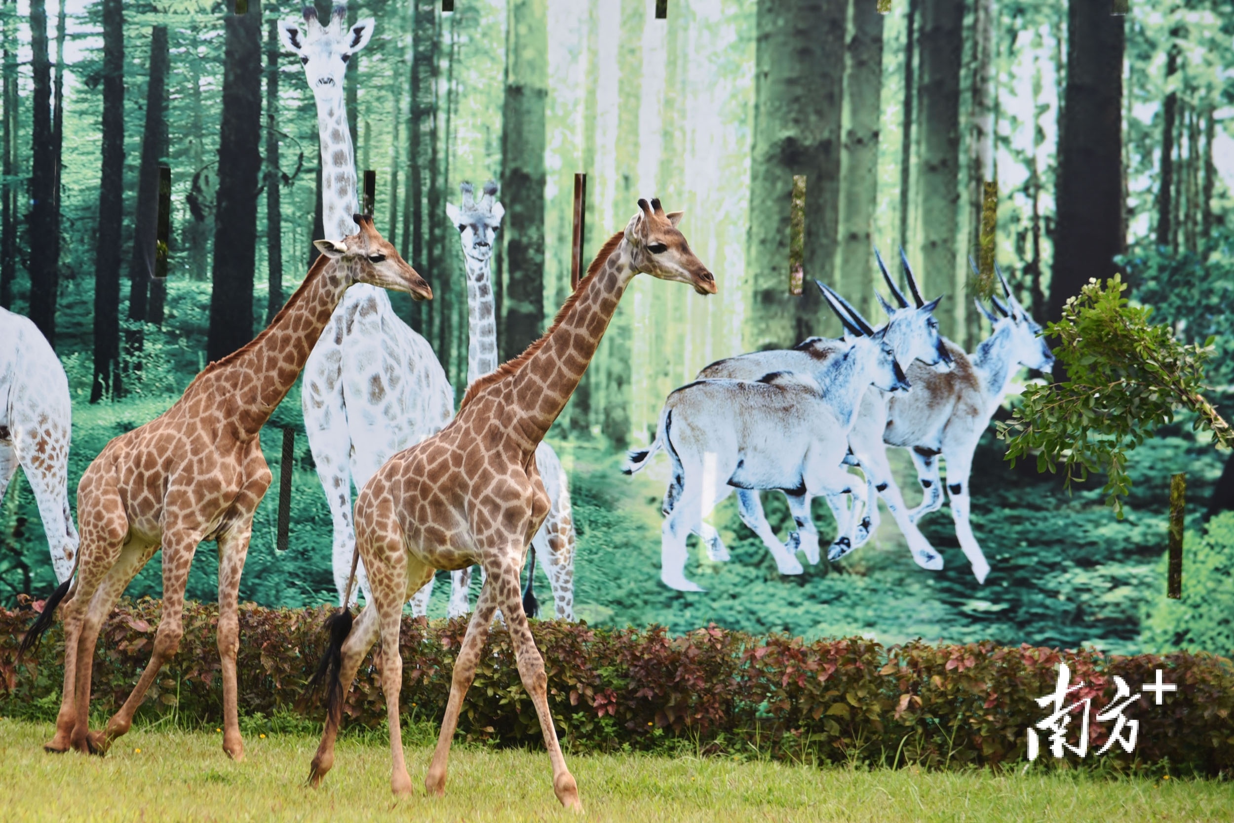 长颈鹿。 &nbsp;南方+ 记者&nbsp; 朱洪波 摄