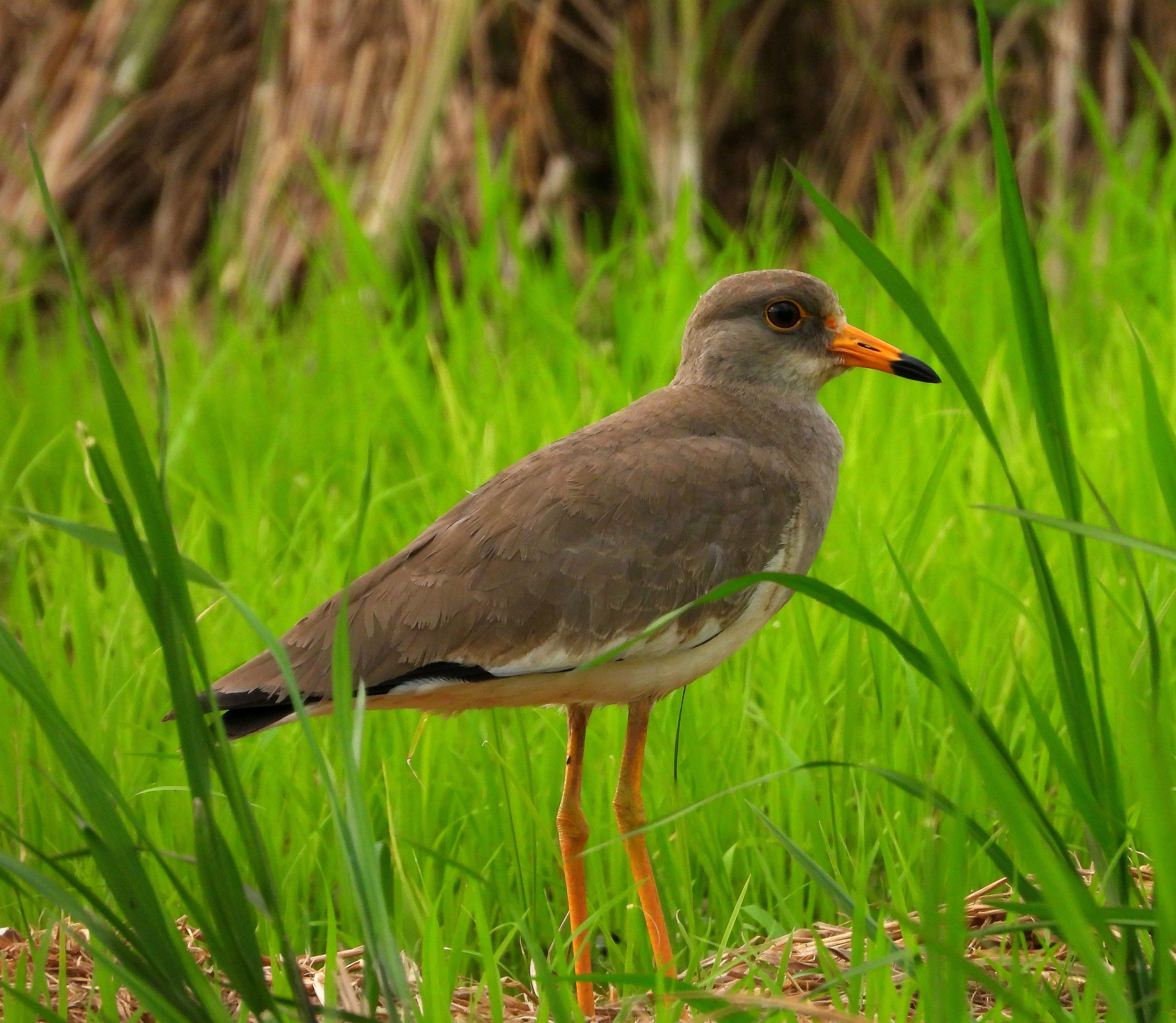 國慶到韶關觀鳥,約嗎?候鳥過境,丹霞山鳥類名錄增至231種