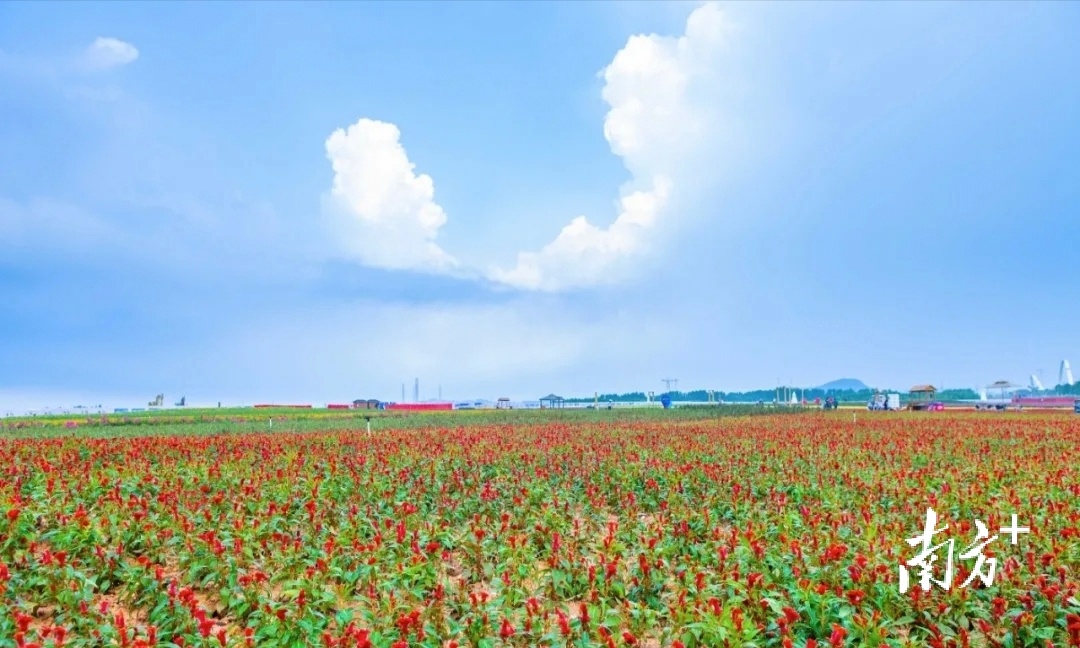 无。  通讯员/受访者 滨海湾宣 供图