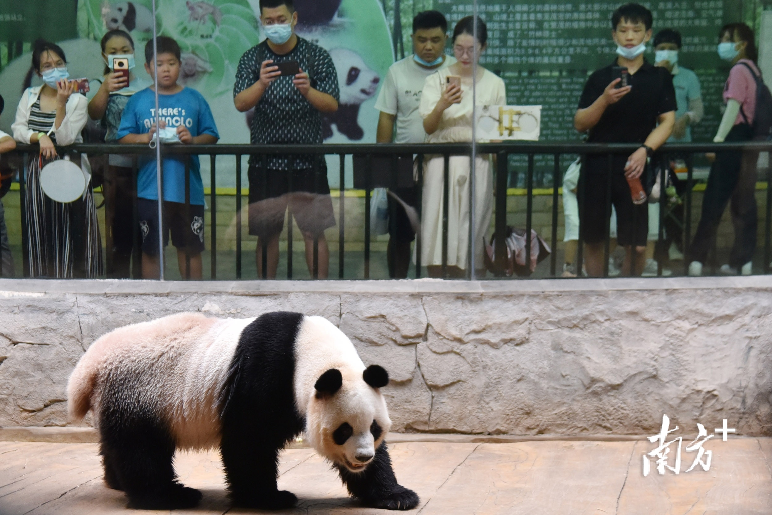 大熊猫。 &nbsp;南方+ 记者&nbsp; 朱洪波 摄