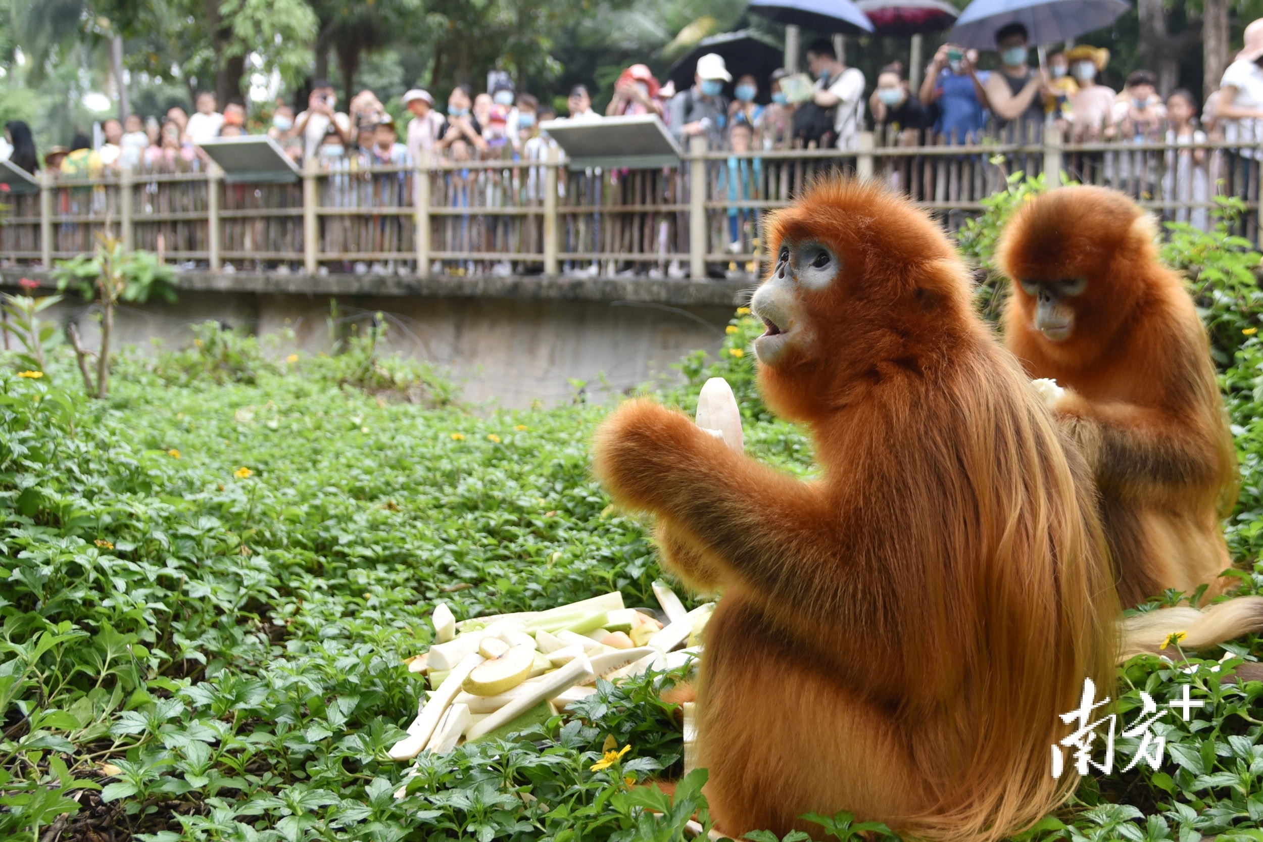 深圳动物园启动"国宝动物节"_南方plus_南方
