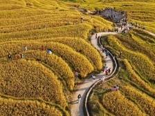 图集 | 清远梯田稻浪，宛如调色板