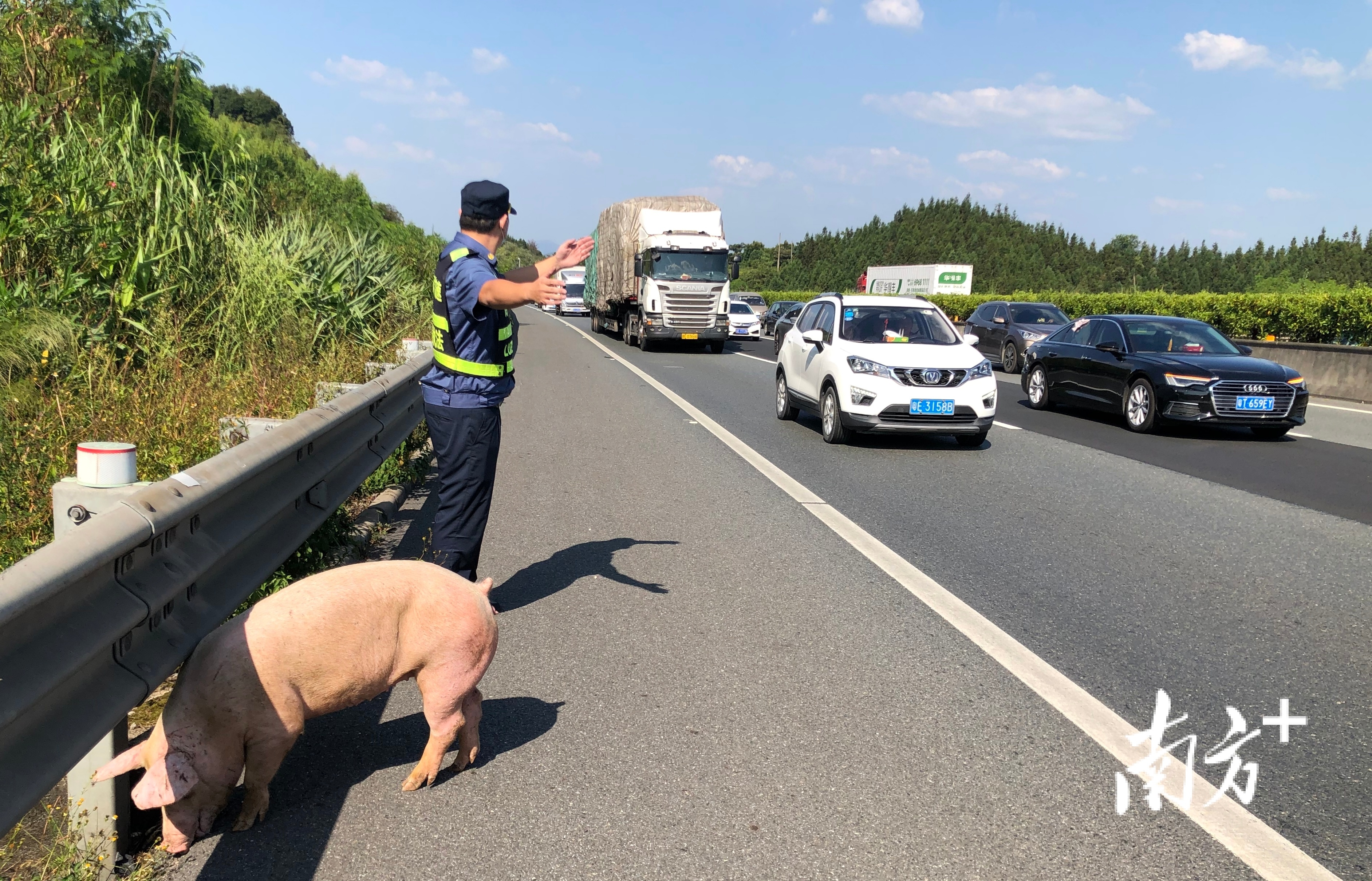 路政员先将生猪转移至应急车道。通讯员供图