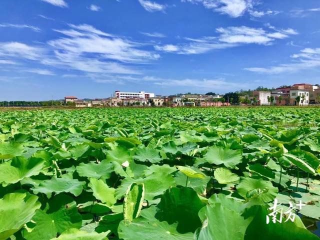 军船头荷花生态园。  通讯员/受访者供图