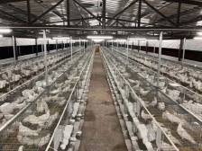 打造省肉鸽绿色养殖引领发展区！梅州兴宁获批建设广东省农业科技园区