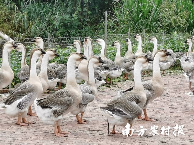 澄海狮头鹅。 魏雄锋 拍摄