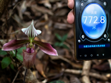 深读|小时候的穿山甲又爬出来了