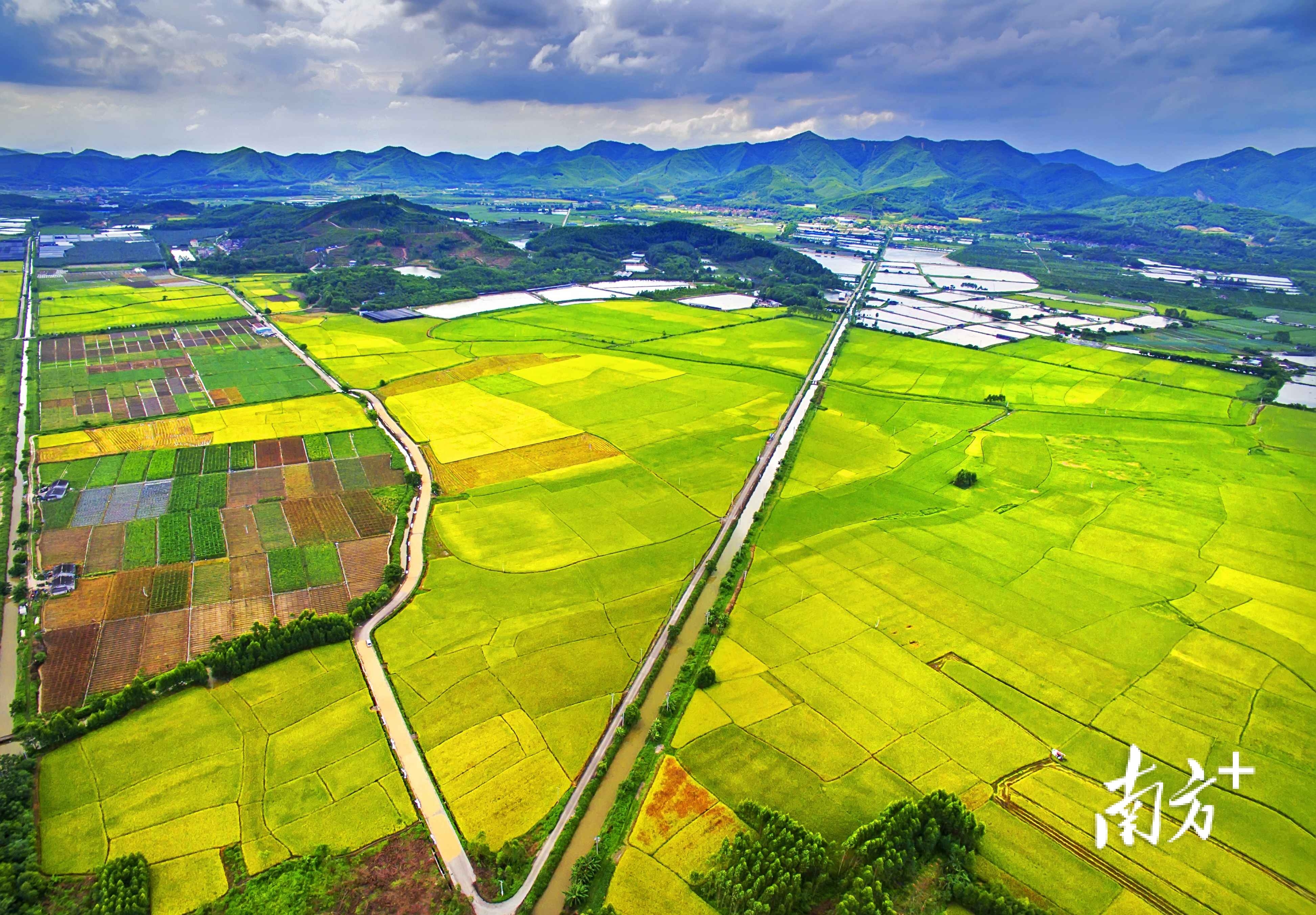 高明全力推进万亩稻田、万亩花海、万亩坚果三大“万亩工程”，引领农业产业规模化发展。资料图片
