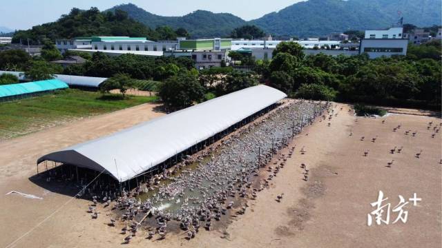 目前，澄海区已集聚十多家有实力的狮头鹅经营主体，并有上千户农户参与狮头鹅产业发展。 南方+ 张伟炜 拍摄