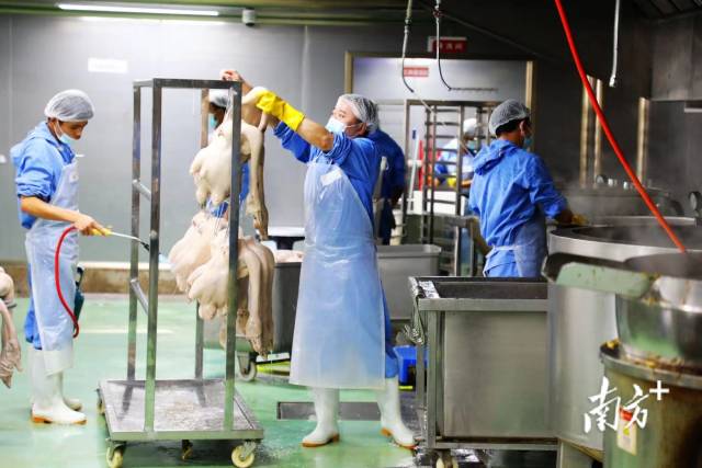 广东熙望食品有限公司的无菌自动化卤鹅加工生产车间一派热火朝天，工作人员分工明确。  南方+ 张伟炜 拍摄