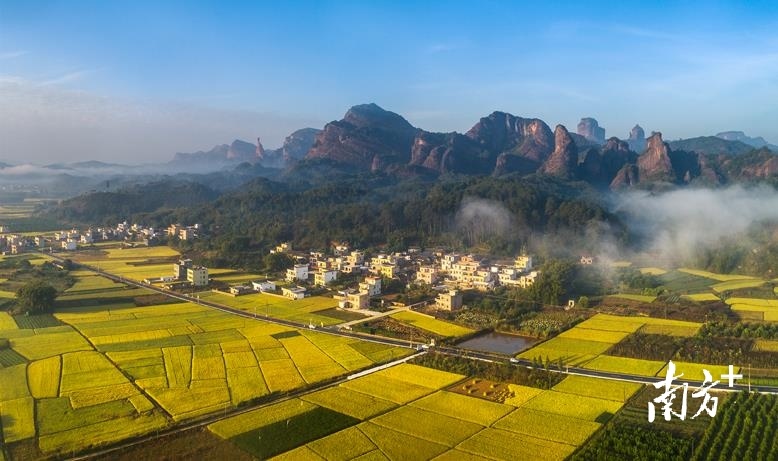 秋高气爽稻田熟。谢锦树 摄
