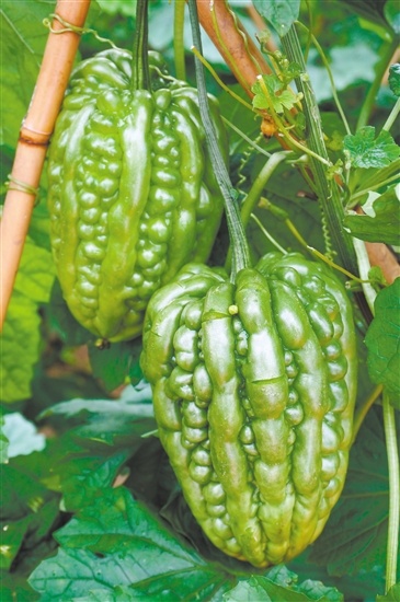 杜阮凉瓜 凉瓜之王