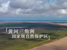 跟着总书记的考察足迹｜在这里，黄河入海，飞鸟翔集