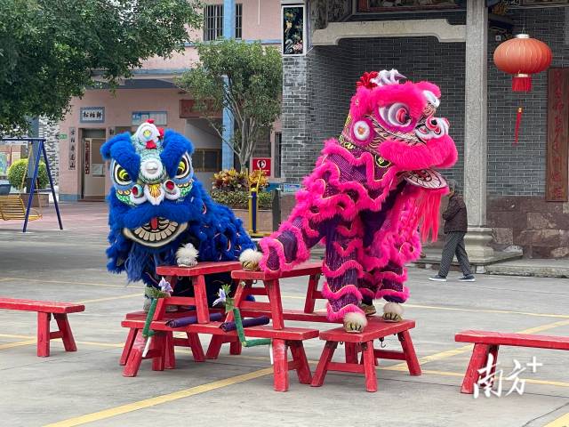 憨态可掬的蔡李佛醒狮. 周柳妤 拍摄