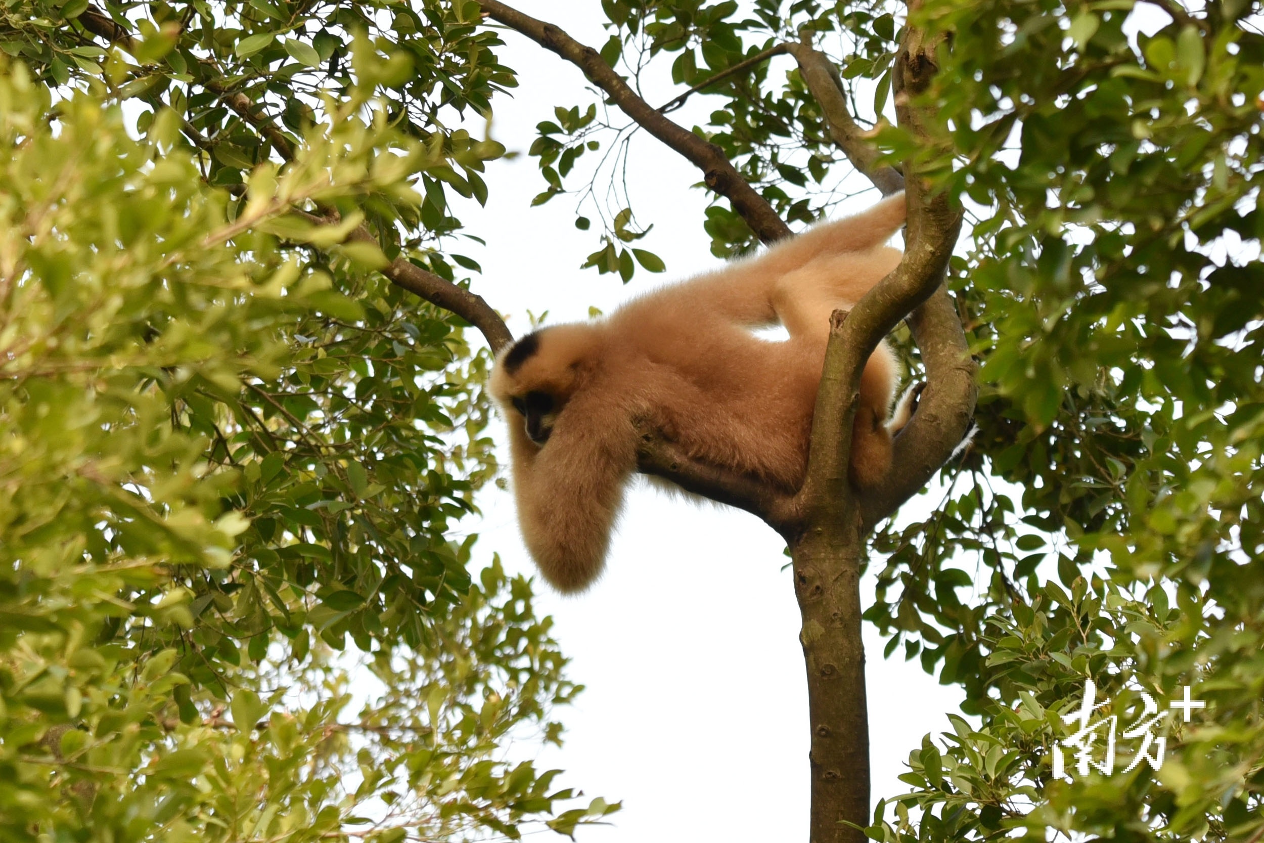 过节了深圳野生动物园长臂猿喜获水果大餐