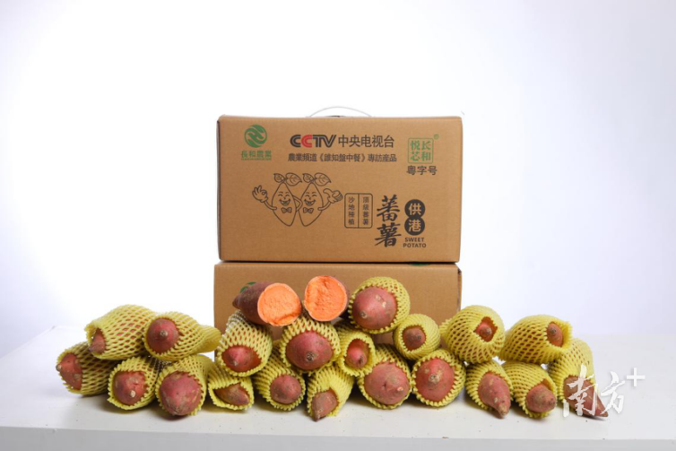 汕头市长和农业的甘薯