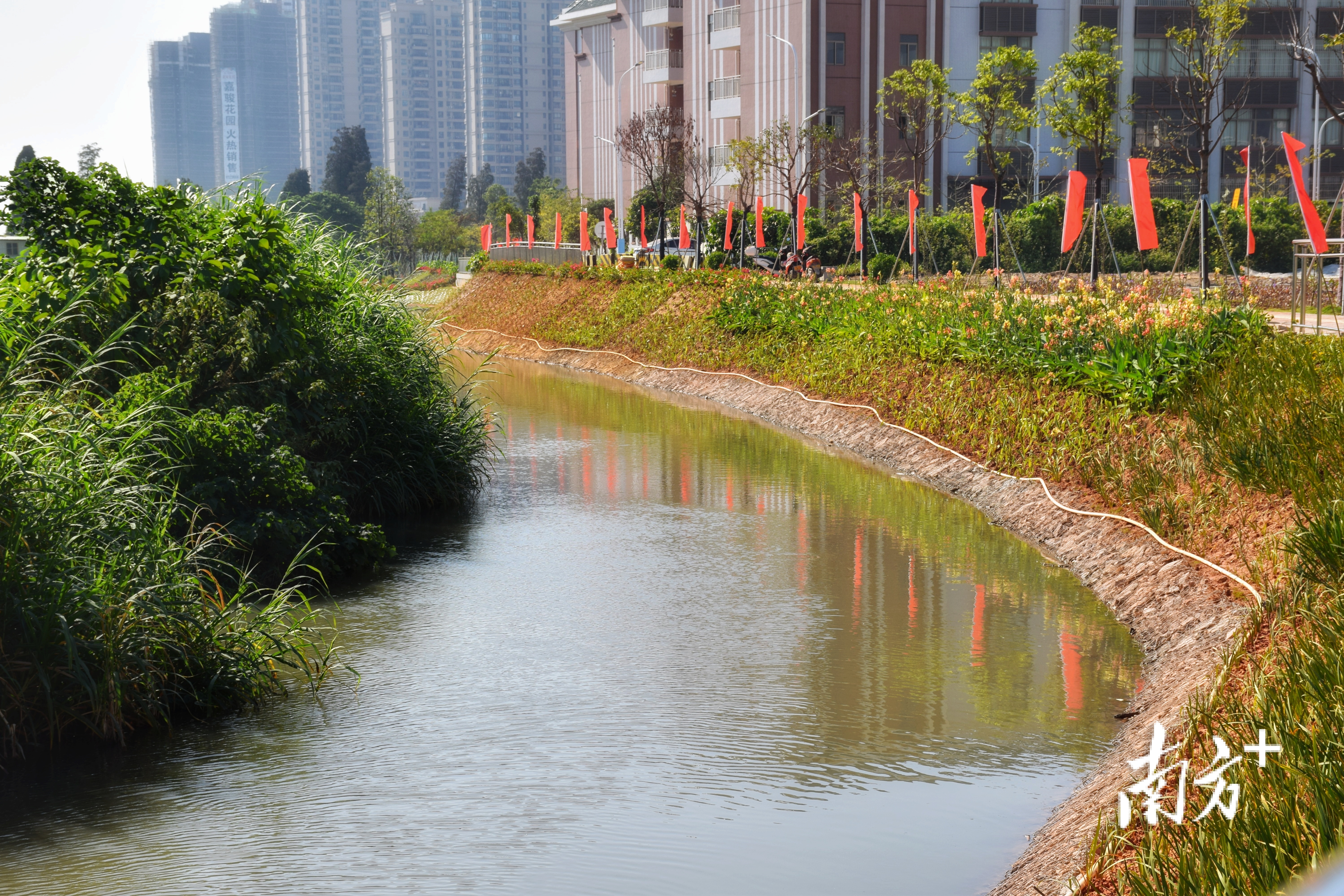 新会英洲海水道（城区段）两岸，居民楼依水而建。 杨兴乐 拍摄
