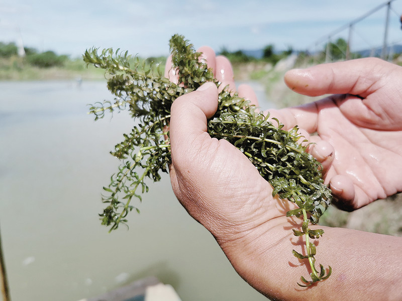 养殖罗氏沼虾的法宝茜草。