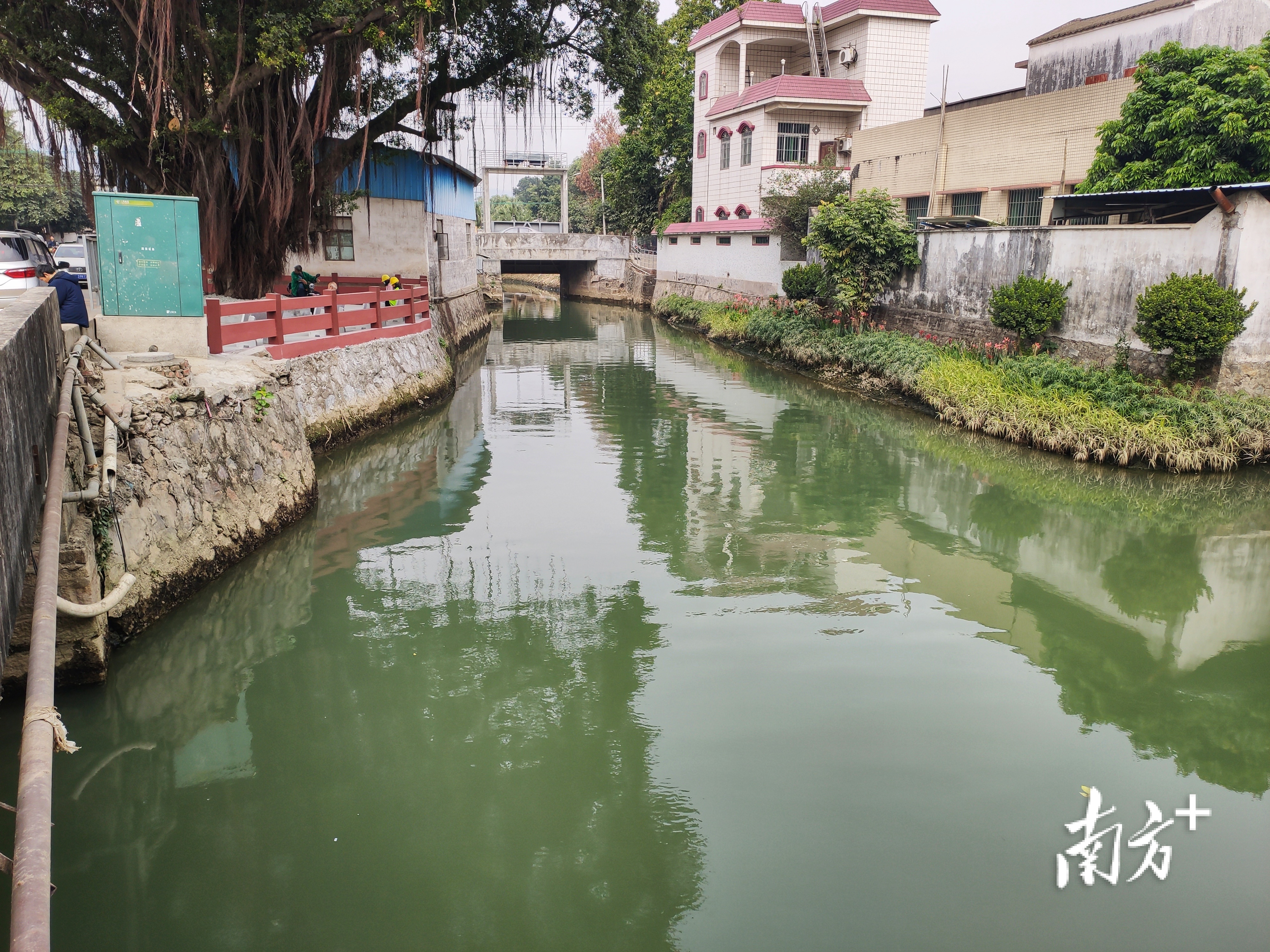 经过综合整治，贯穿村落城区的河涌成为一湾美景。 杨兴乐 拍摄