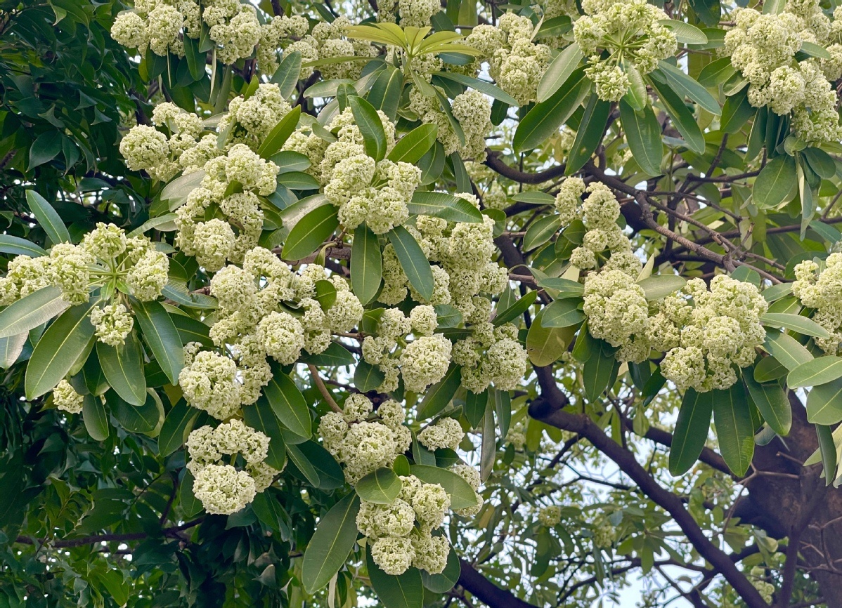 ▲糖胶树开出灿烂的花朵