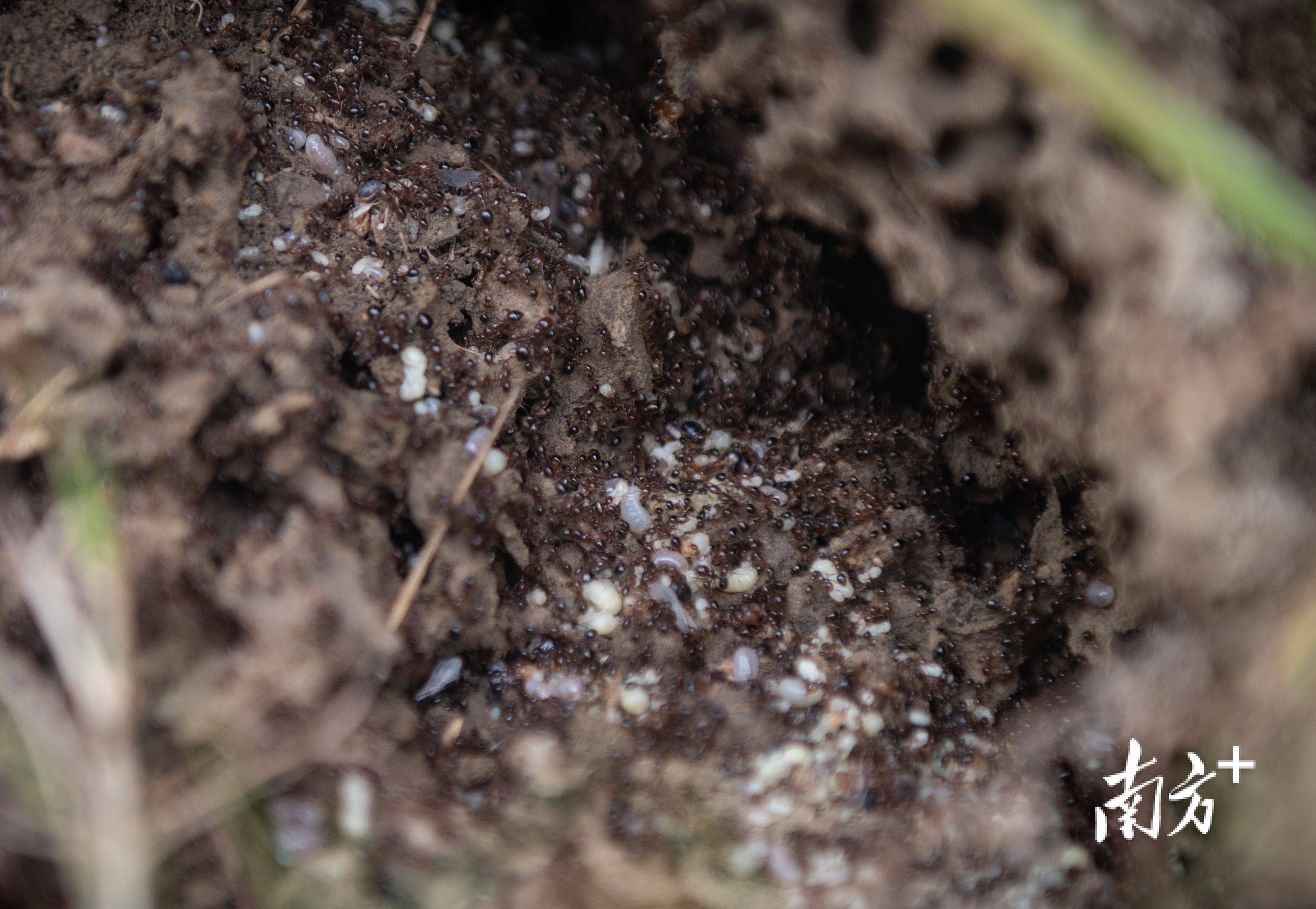 成熟的蚁巢有5-50万只红火蚁。