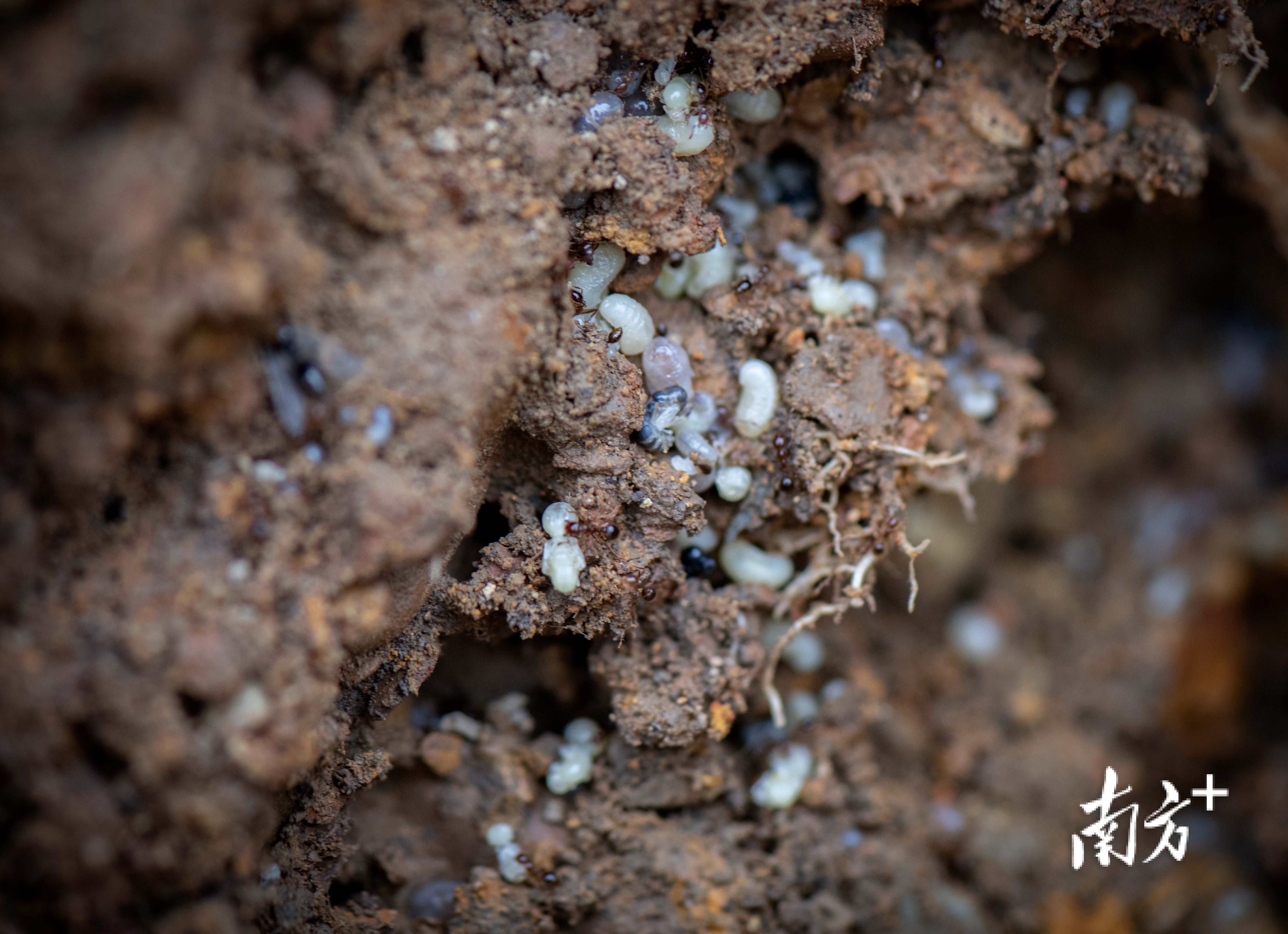 蚁巢深处密密麻麻白色的蚁卵。