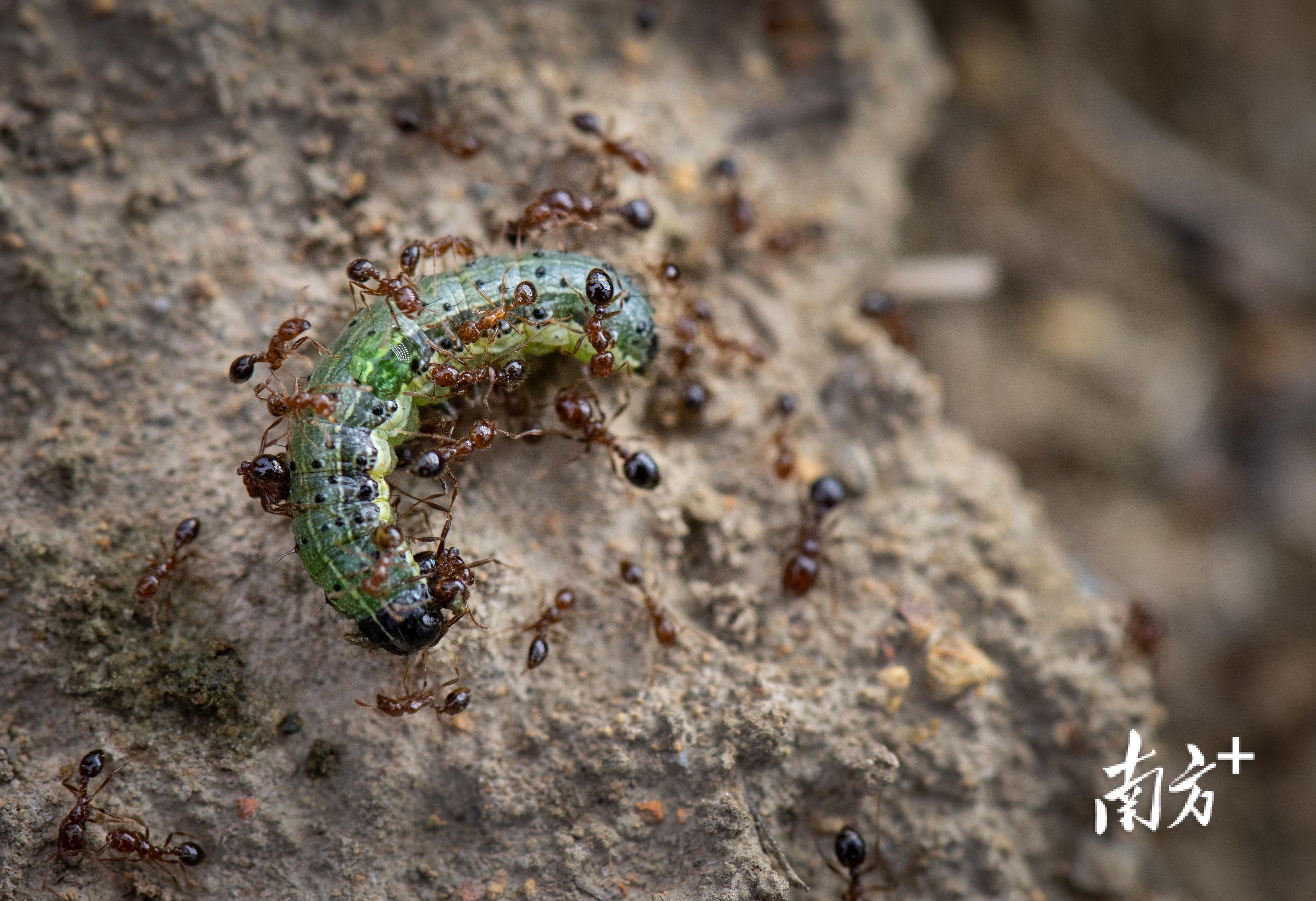 一条棉铃虫幼虫掉在蚁巢外围，一群红火蚁立马跑过来攻击，不到几分钟就被红火蚁杀死。