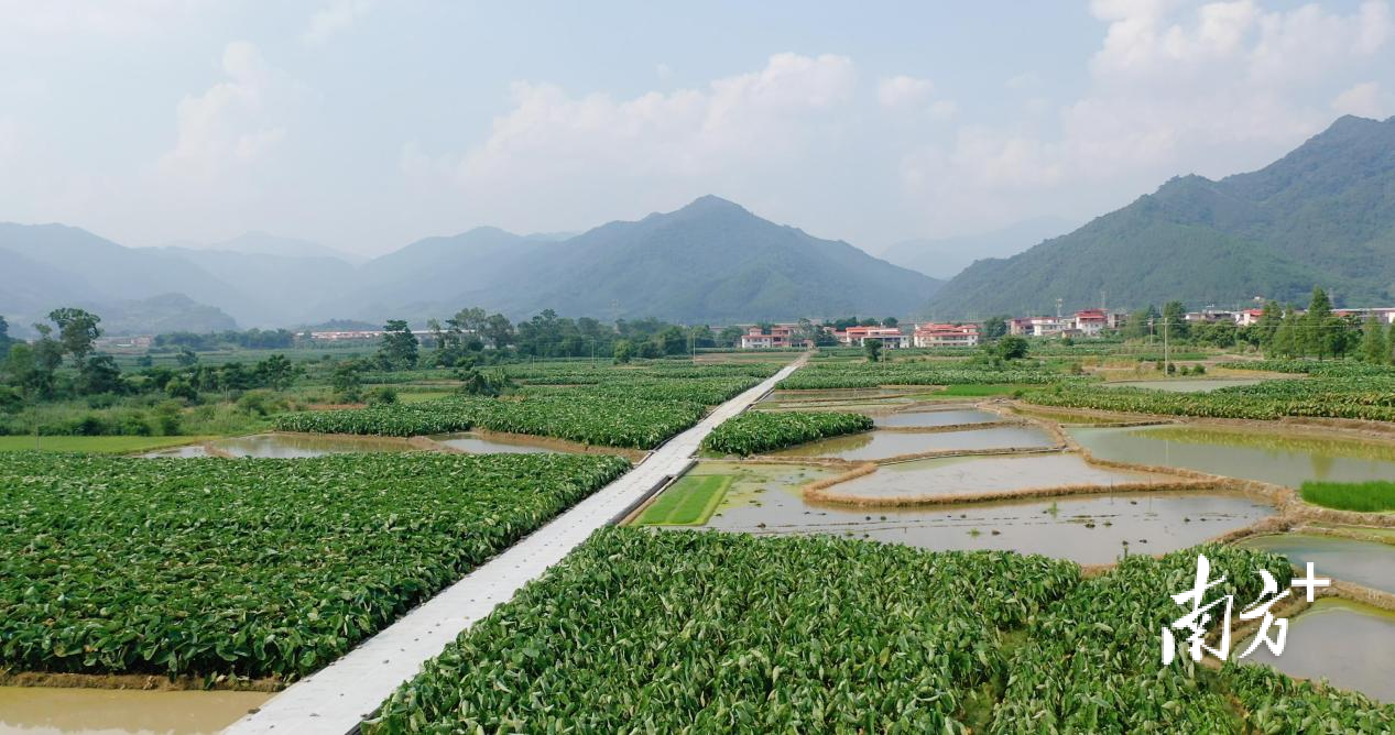 乐昌大力推进高标准农田建设，筑牢“粤北粮仓”根基。