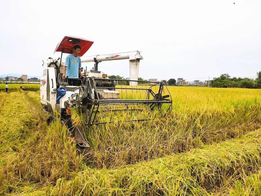 收割机在稻田里忙碌作业。