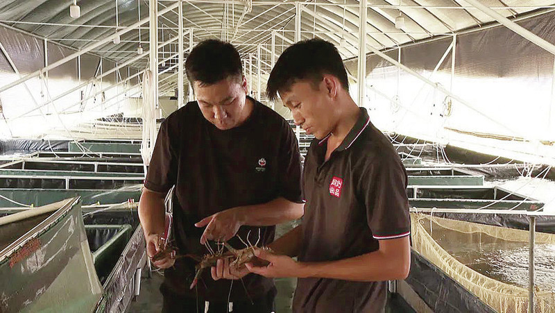 张铭华(左一)养殖澳洲淡水龙虾。 张铭华(左一)养殖澳洲淡水龙虾。