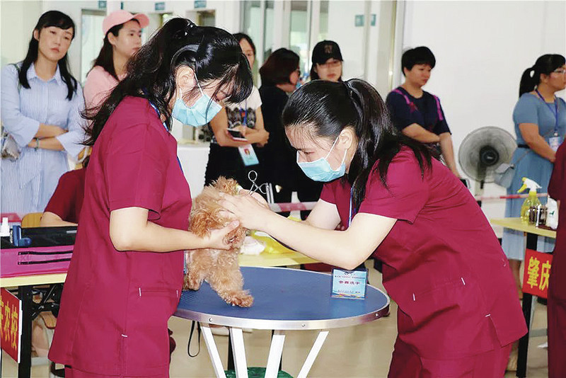 肇庆市农业学校学生参加第十届“华南兽医杯”职业院校技能大赛的宠物医护项目比赛。 肇庆市农业学校学生参加第十届“华南兽医杯”职业院校技能大赛的宠物医护项目比赛。