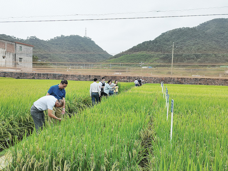 省农科院水稻研究所推广水稻新品种。陈国荣 摄