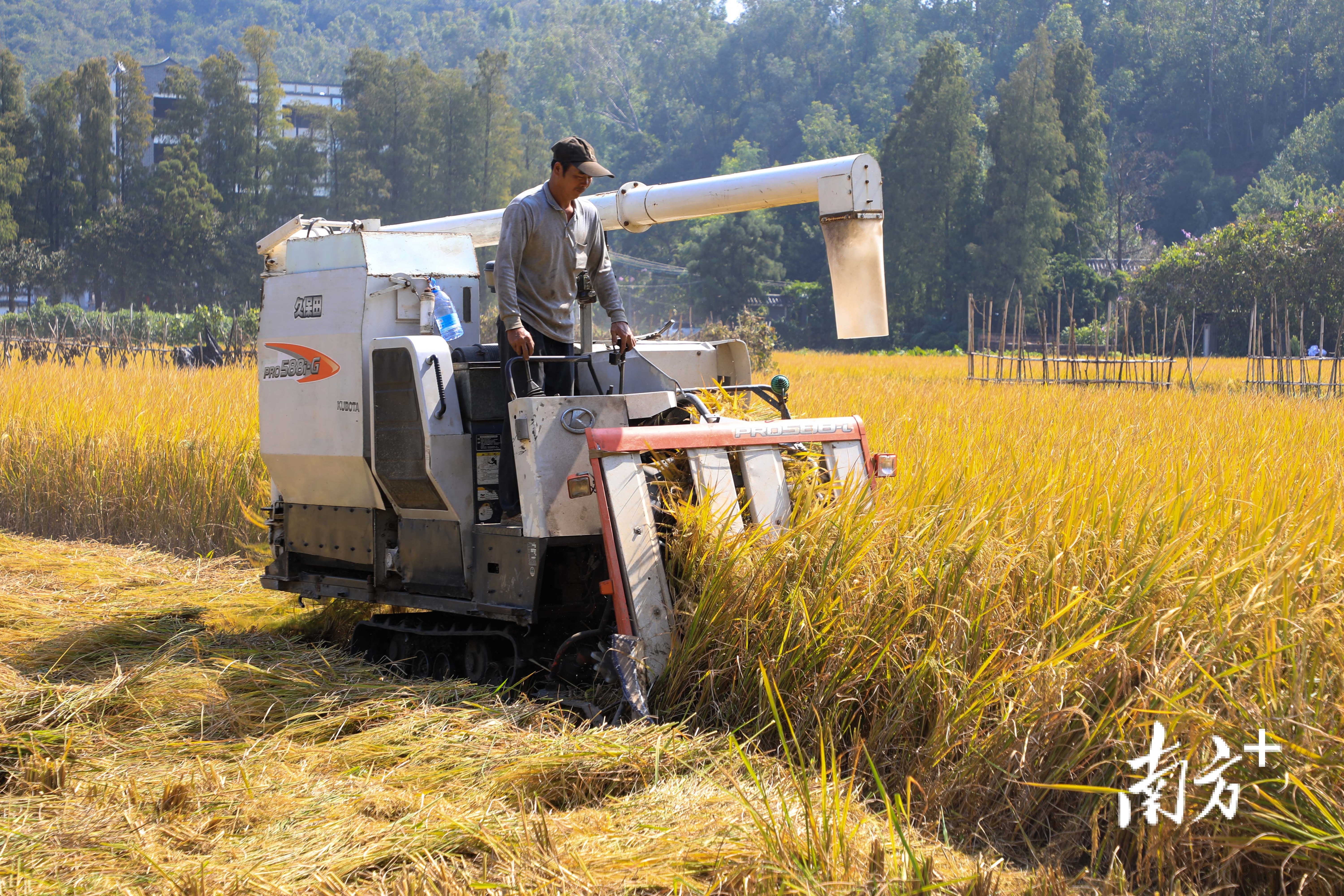 收割机在稻田里来回穿梭。 南方+ 钱文攀 拍摄