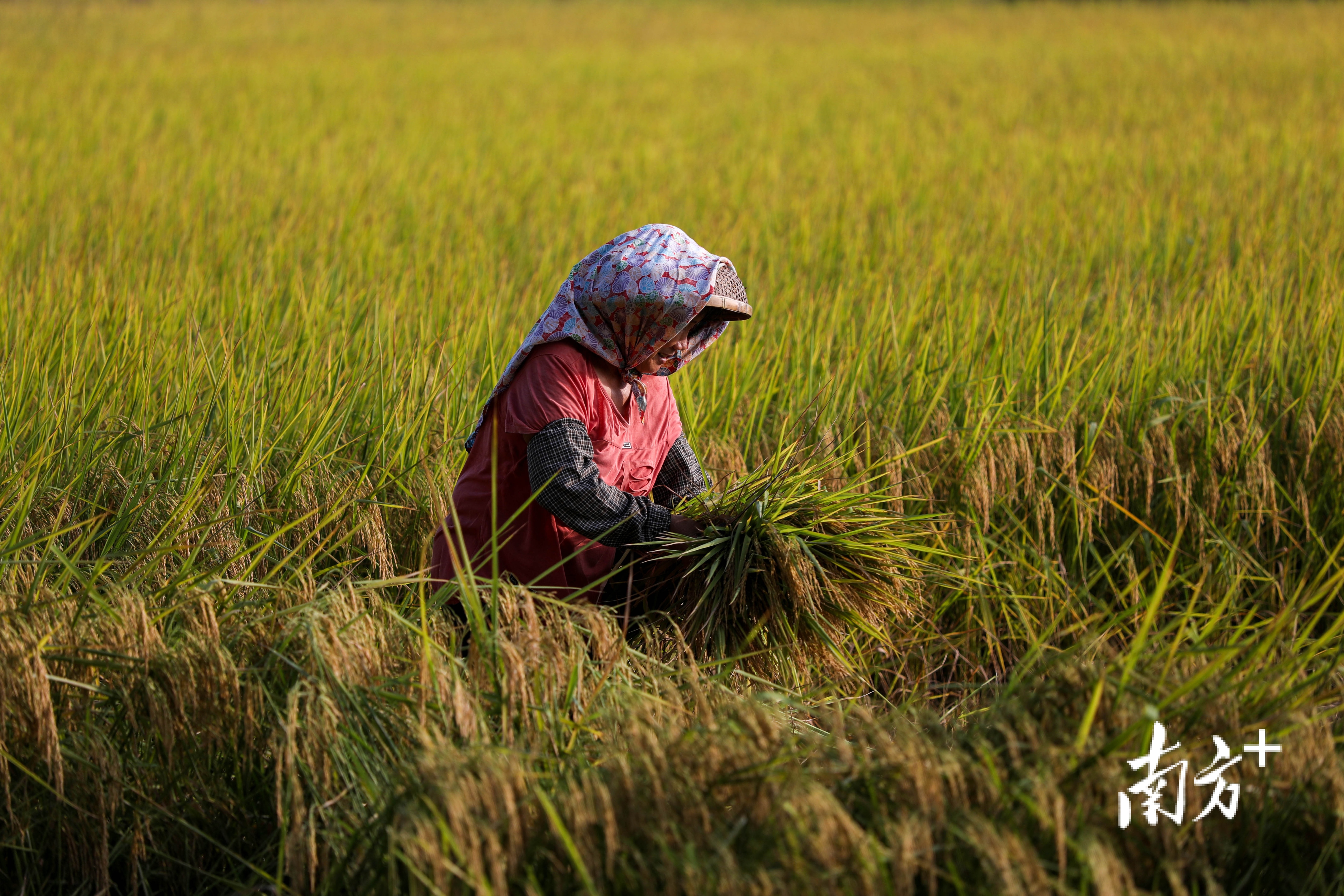 农户赶在收割机收割前将长势较好的品种留种,来年下种。 南方+ 钱文攀 拍摄