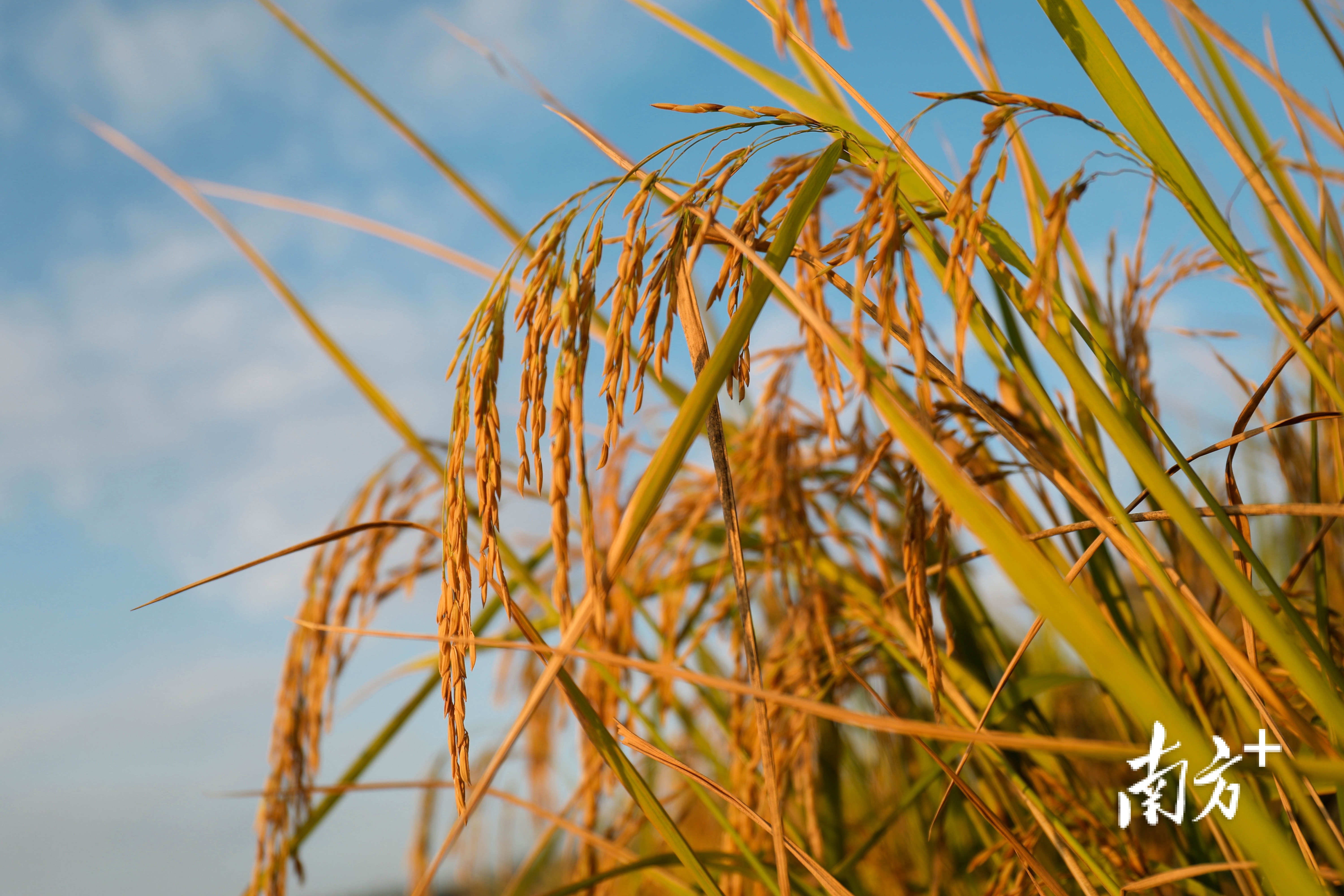 沉甸甸的稻穗将稻秆压弯了腰 南方  钱文攀 拍摄