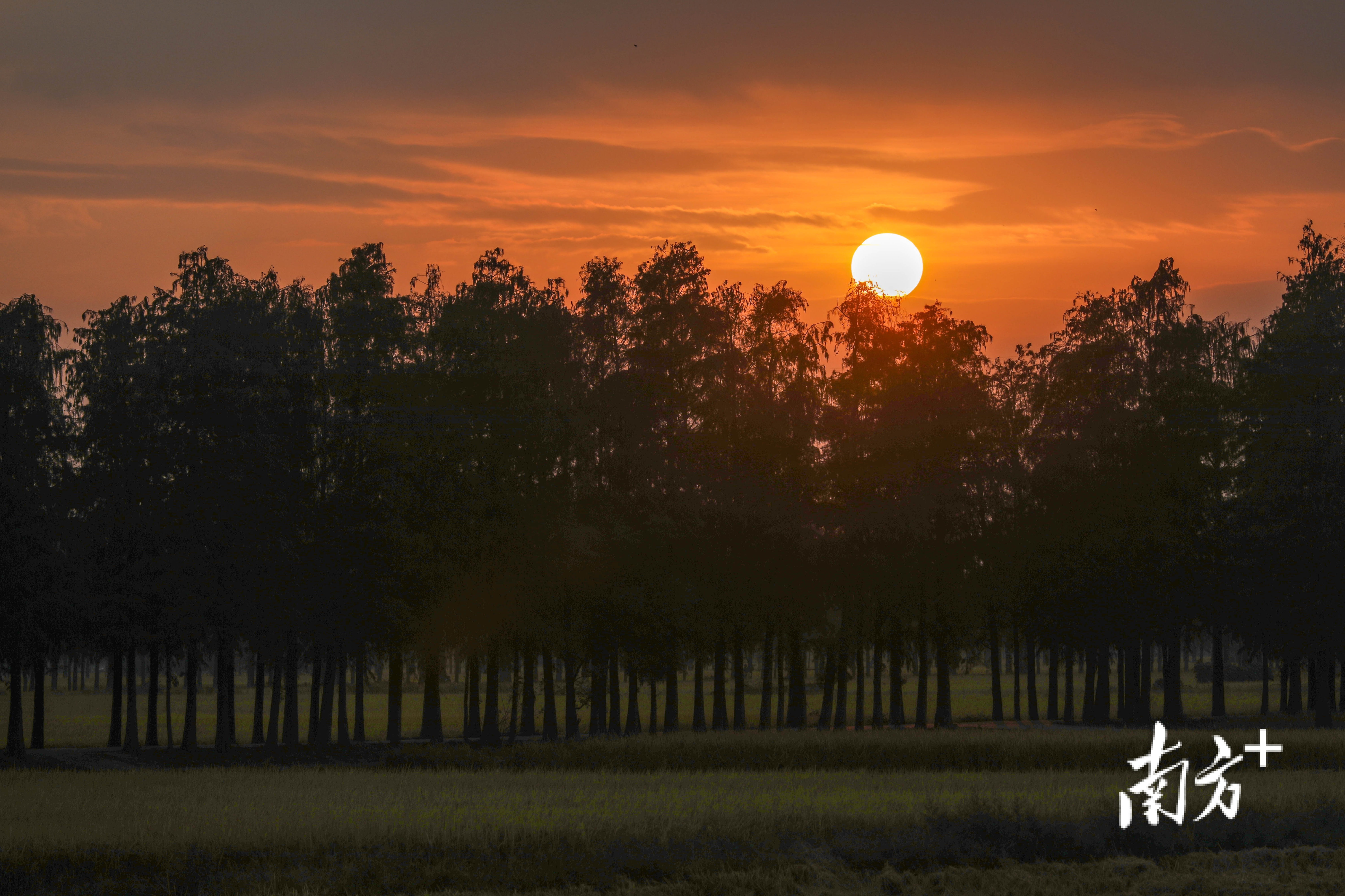 落日悄悄爬上枝头,晚霞将稻田染上了红色。 南方+ 钱文攀 拍摄