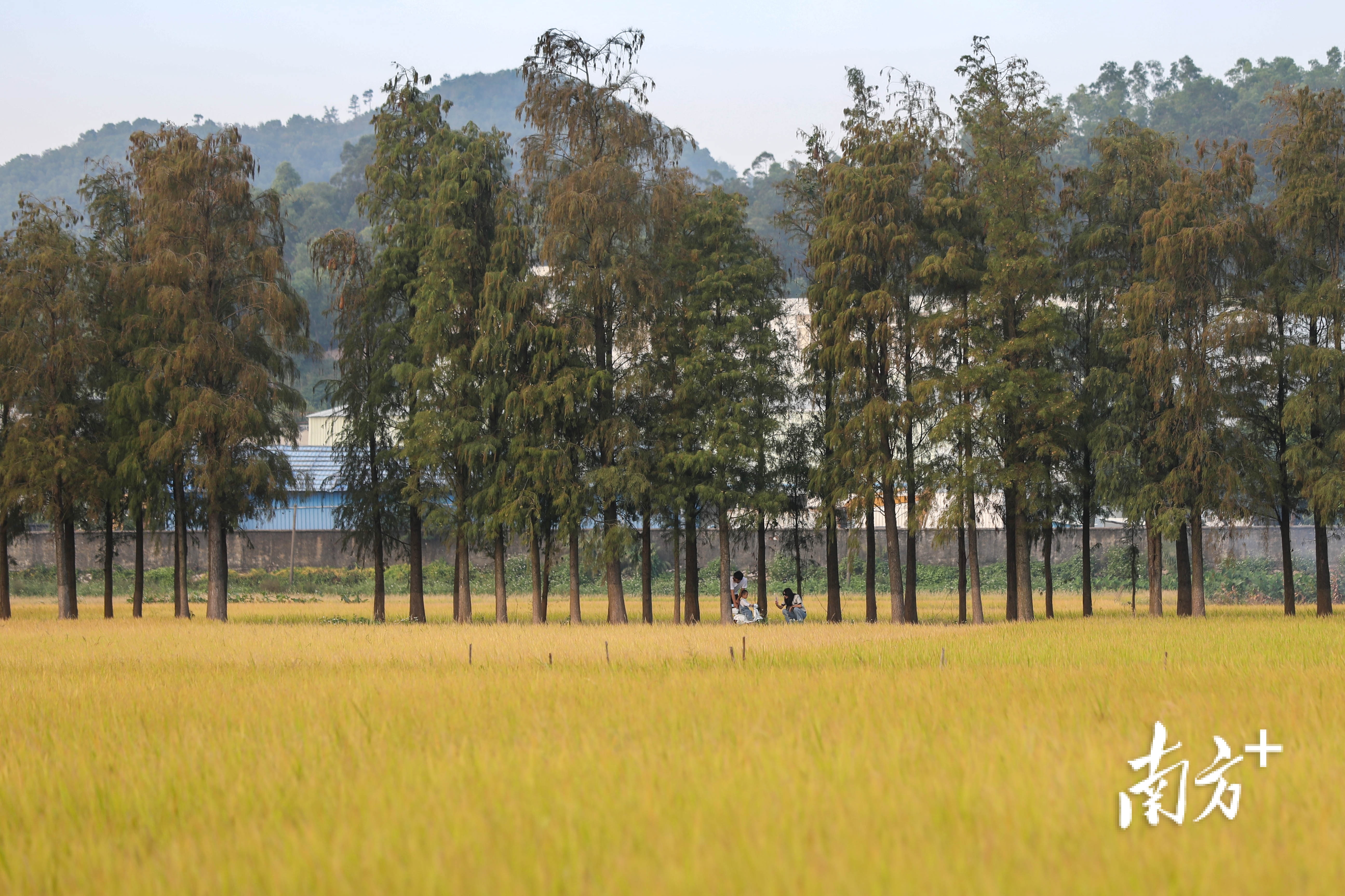 一家三口漫步在“黄金”步道上打卡游玩。 南方+ 钱文攀 拍摄