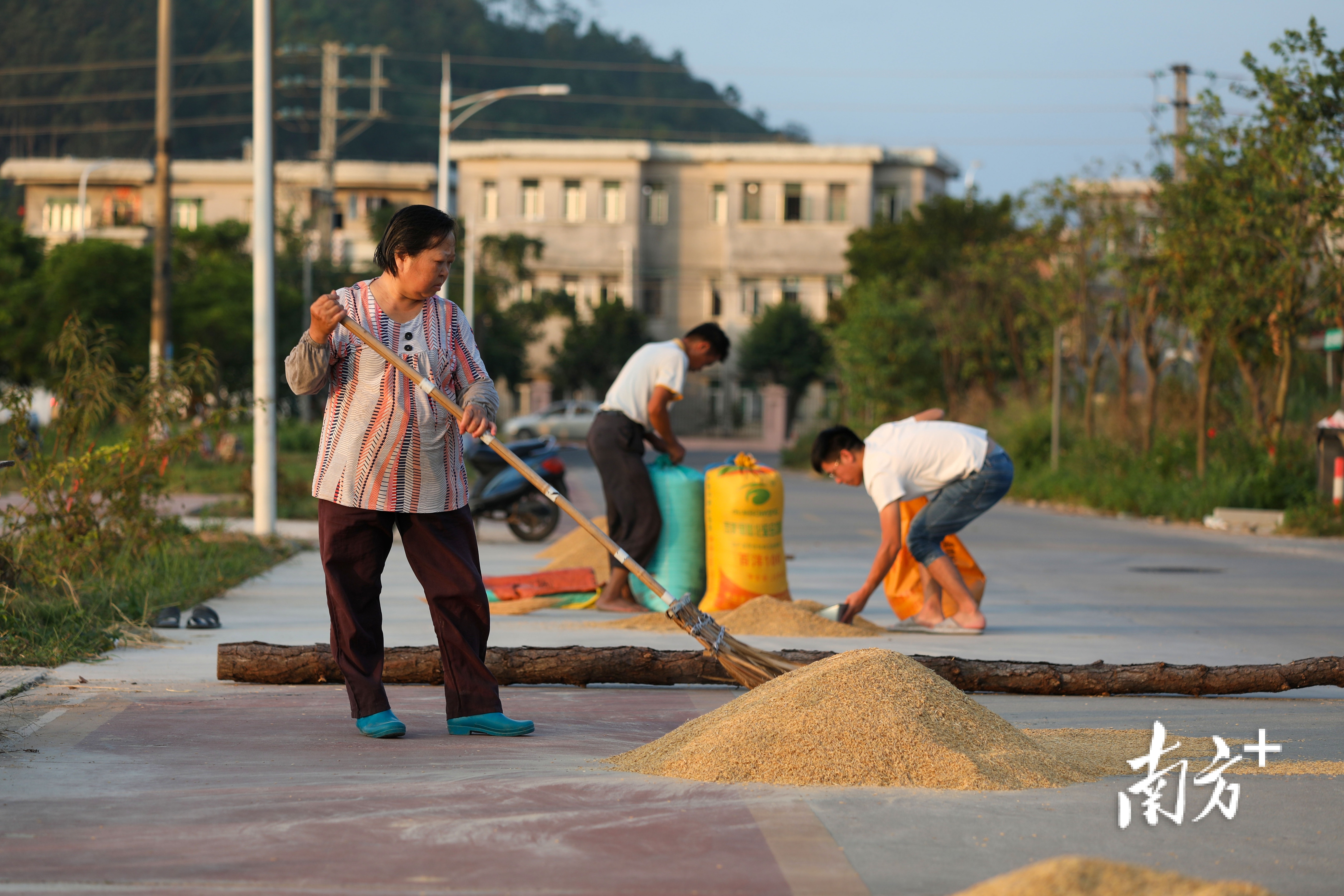太阳落山前,农户将收割晾晒好的稻谷装袋。 南方+ 钱文攀 拍摄