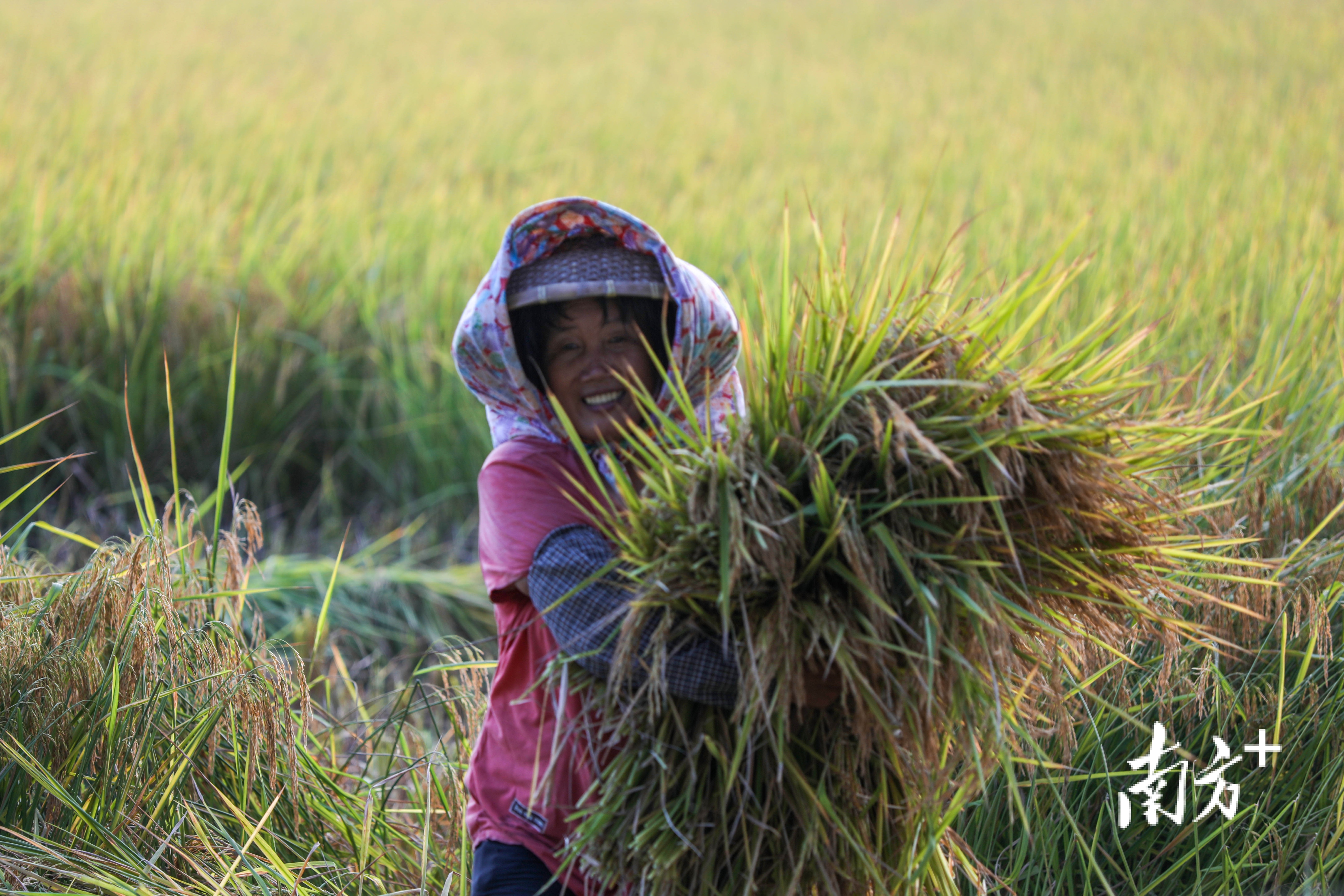 农户脸上洋溢着丰收的喜悦。 南方+ 钱文攀 拍摄