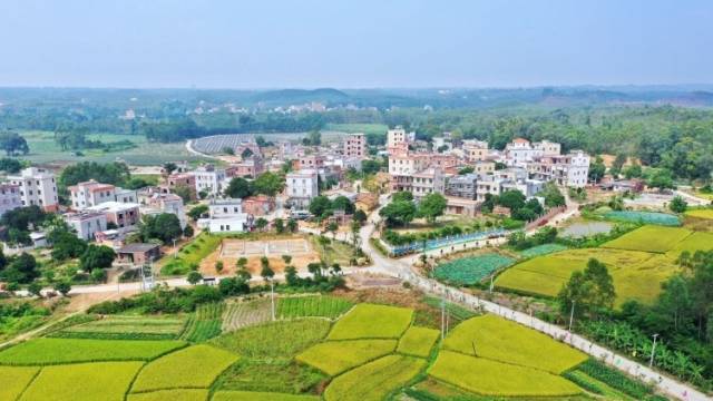 视频|金黄与碧绿相接，是湛江乡村的美丽时刻