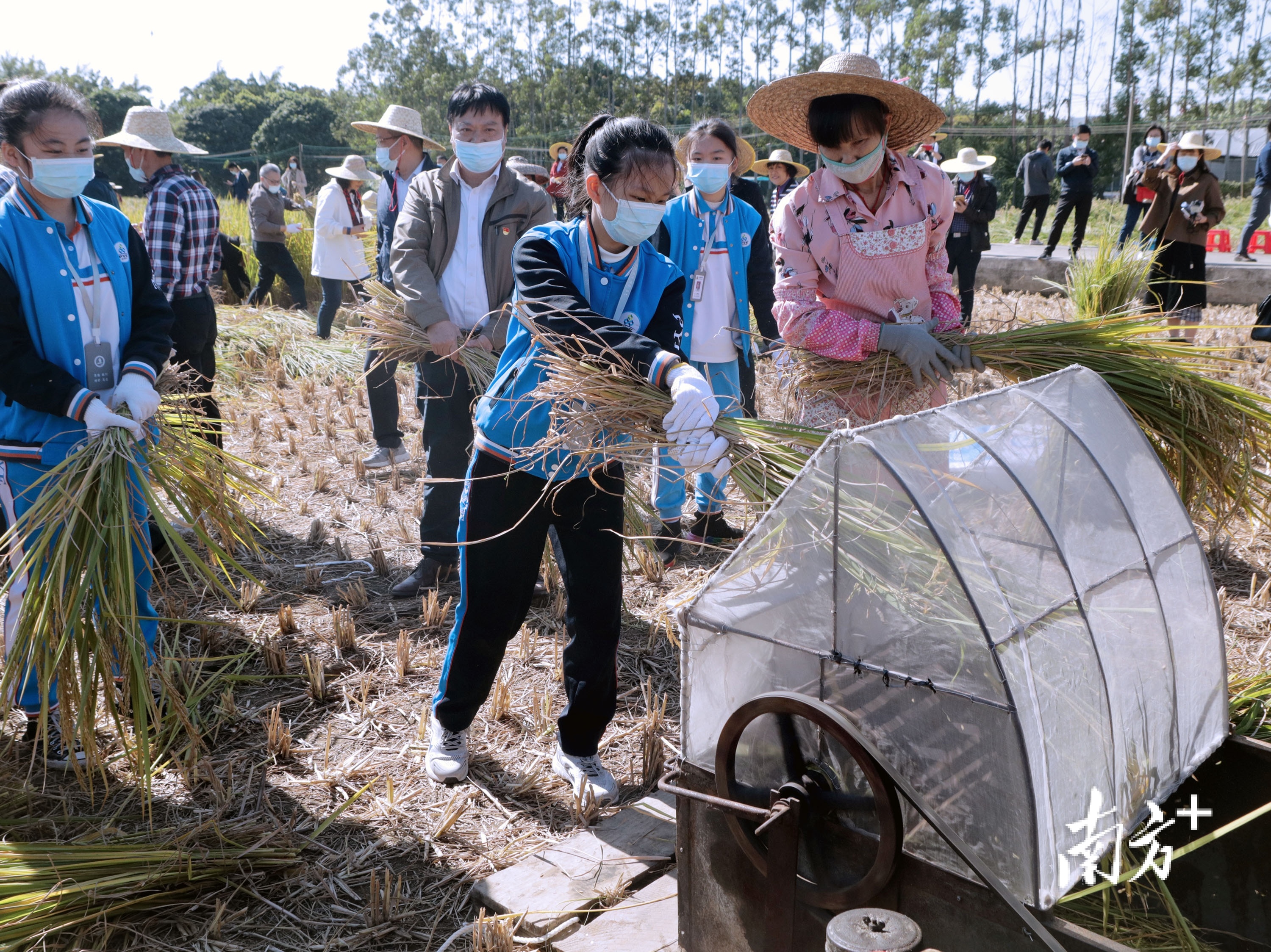 番禺先后培育出“五香丝苗”等7个丝苗型优质高产水稻品种。