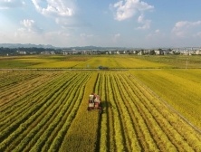 世农周报③ | 习近平在第四届中国国际进口博览会开幕式上发表主旨演讲；广东农业加速布局RCEP