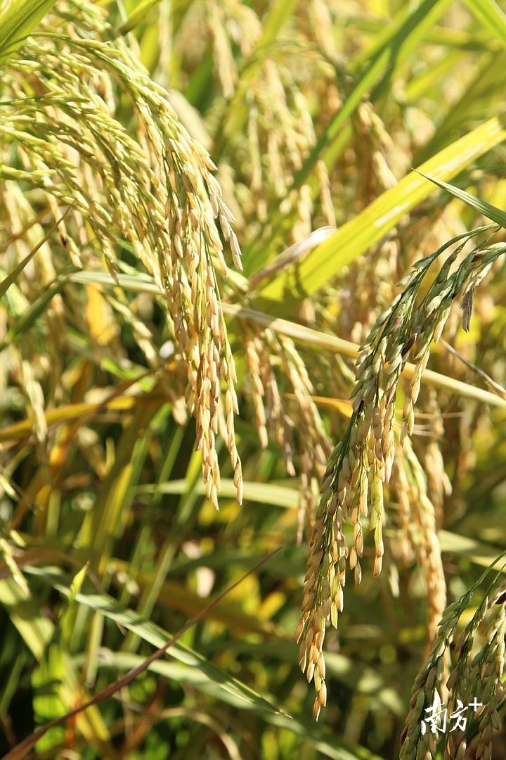 3  南方+ 林捷勇 拍摄