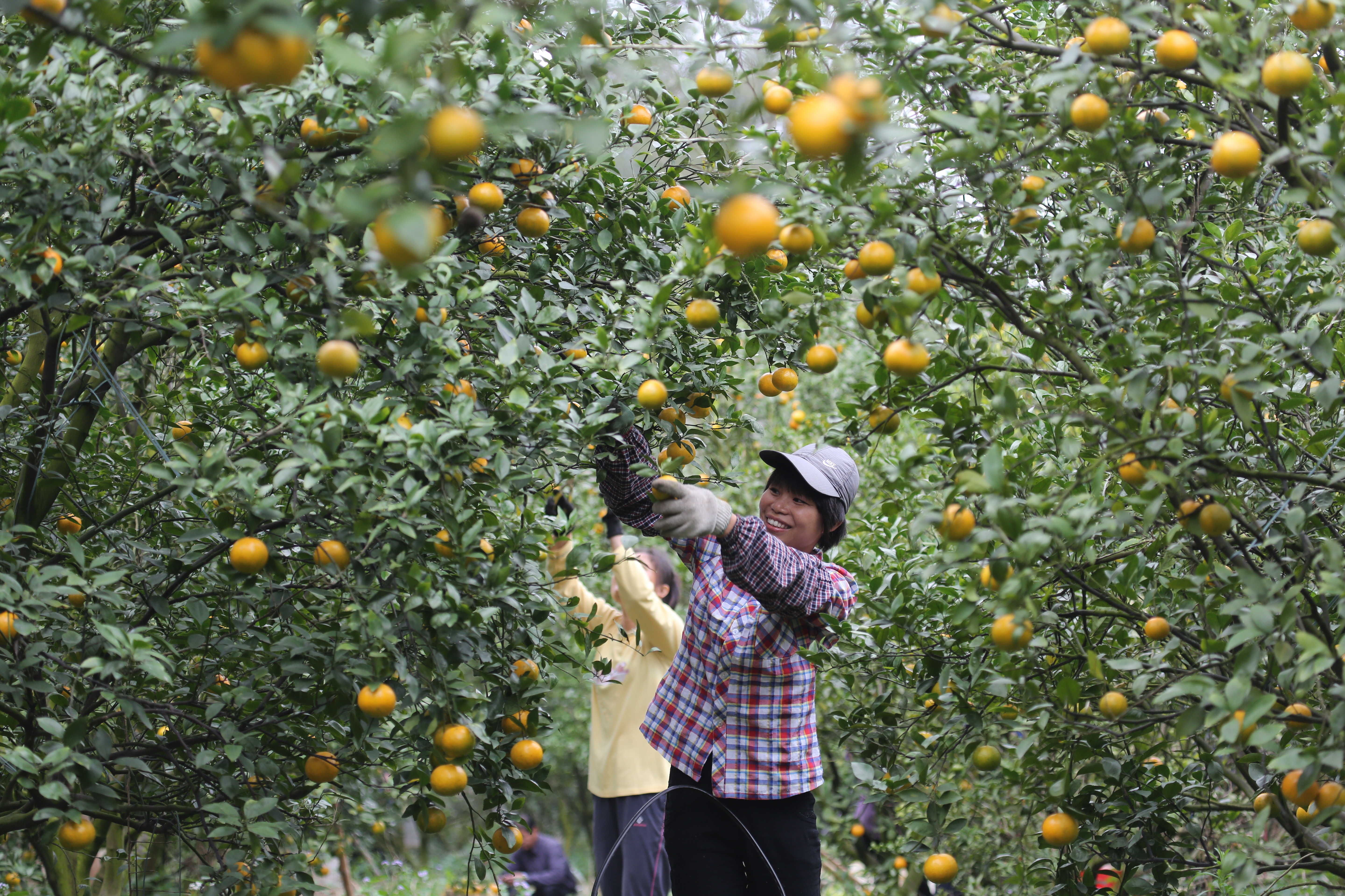 德庆柑农喜摘贡柑。刘春林 摄