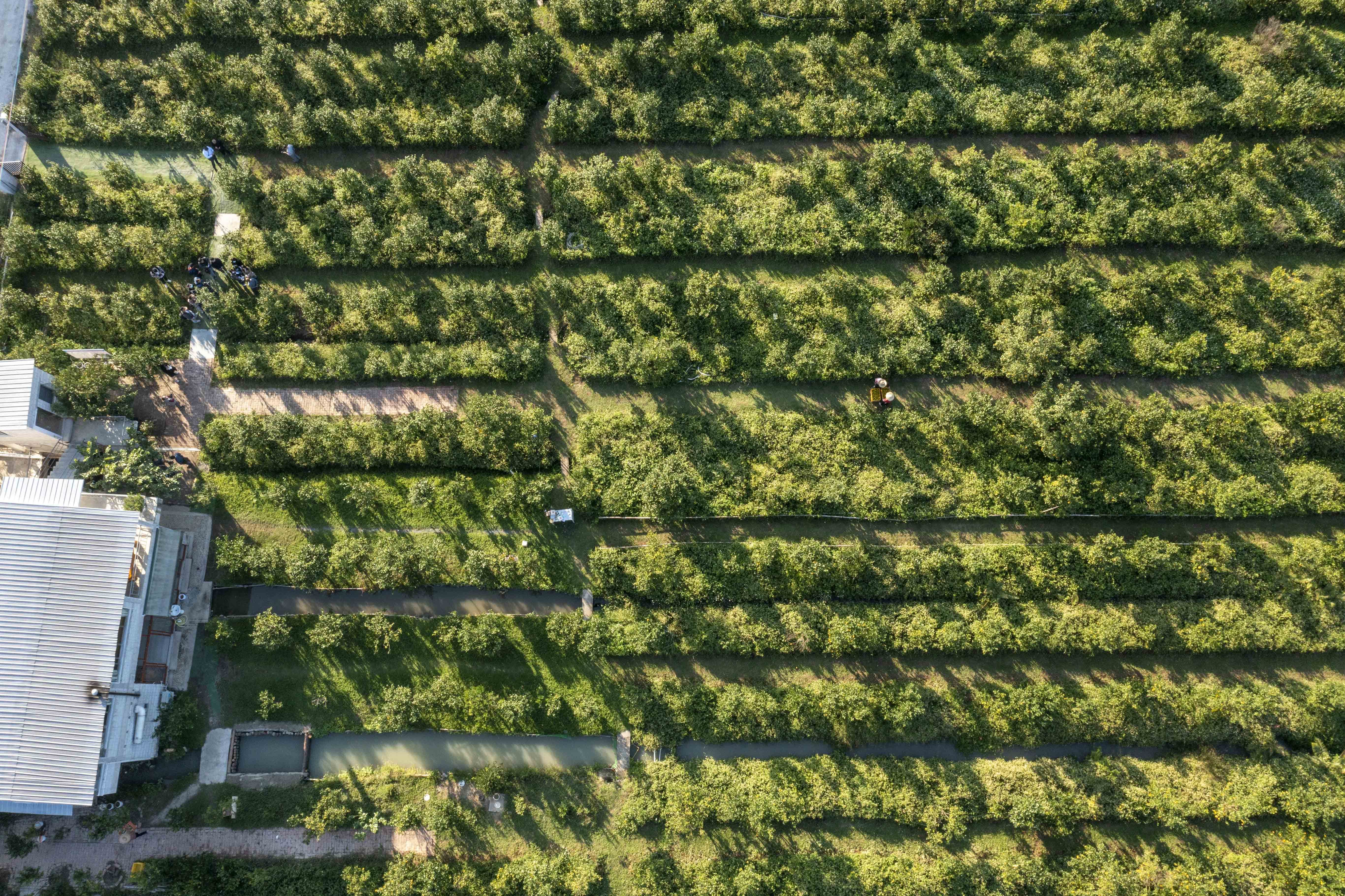 德庆漫山遍野的贡柑树，迎来成熟开摘的日子。廖文奕 摄