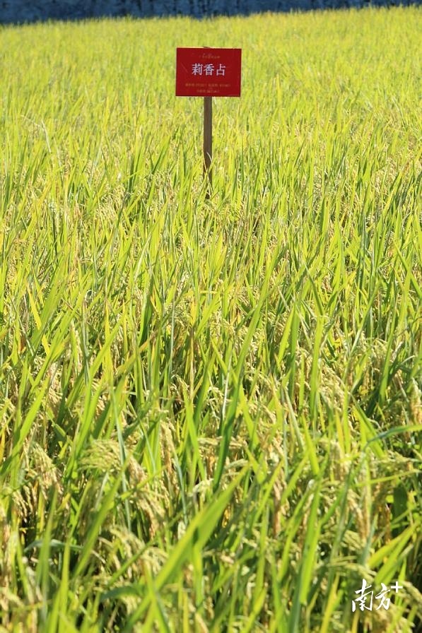 3  南方+ 林捷勇 拍摄