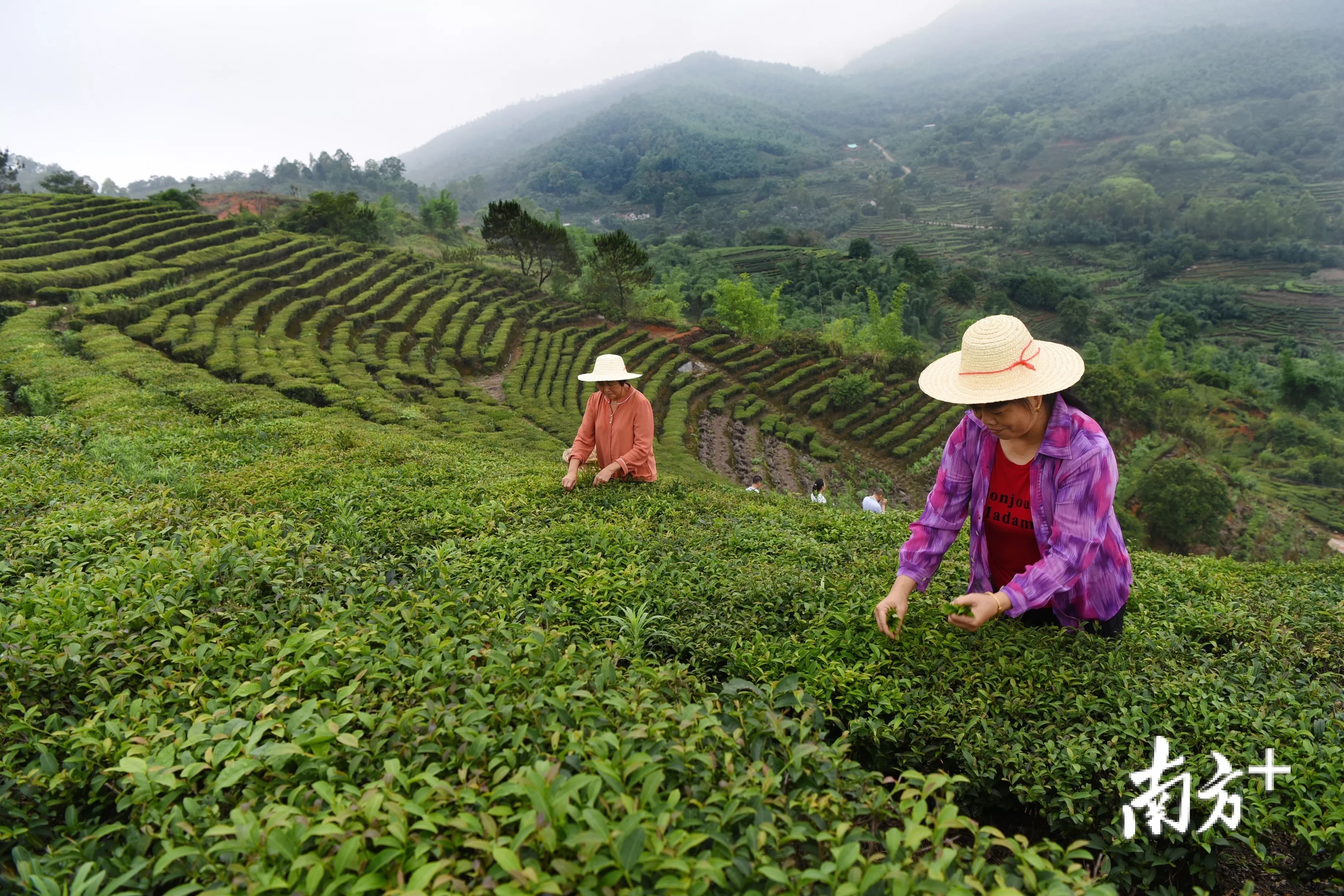 茶农在茶山采摘茶叶。林洁松 摄