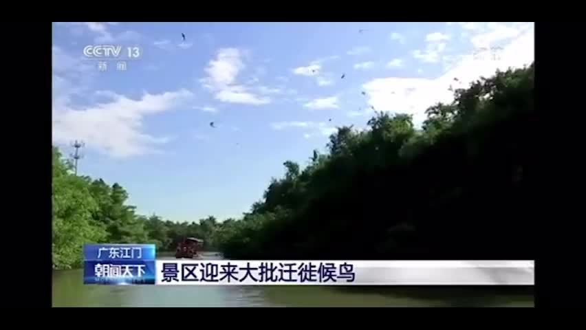 11月14日,央视早间新闻节目《朝闻天下》聚焦报道小鸟天堂!